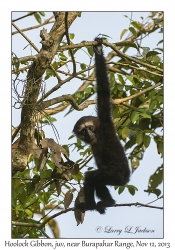 Hoolock Gibbon