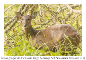 Barasingha, female