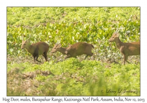 Hog Deer, males