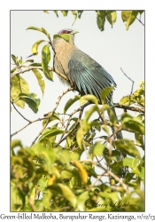 Green-billed Malkoha