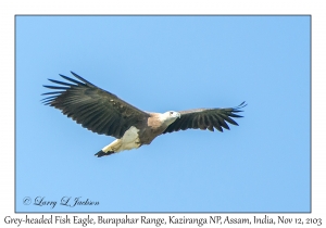 Gray-headed Fish Eagle