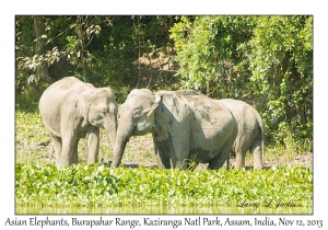 Asian Elephants