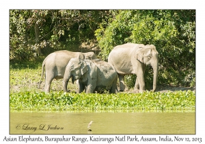 Asian Elephants