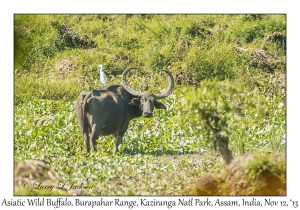 Asiatic Wild Buffalo