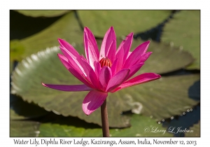 Water Lily