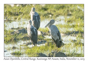 Asian Openbills