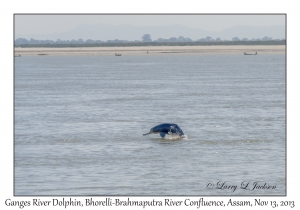 Ganges River Dolphin