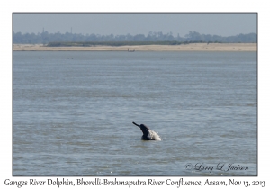 Ganges River Dolphin