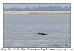 Ganges River Dolphin