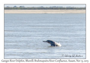 Ganges River Dolphin