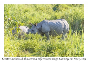 Greater One-horned Rhinoceros