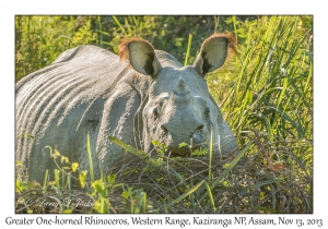 Greater One-horned Rhinoceros