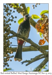 Red-vented Bulbul