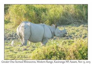 Greater One-horned Rhinoceros