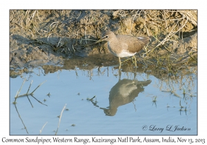 Common Sandpiper