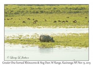 Greater One-horned Rhinoceros & Hog Deer