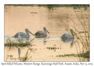 Spot-billed Pelicans