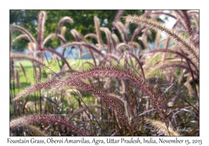 Fountain Grass