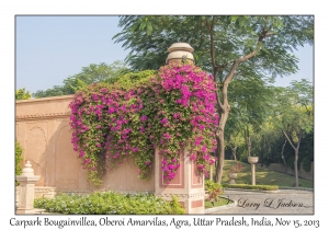 Carpark Bougainvillea