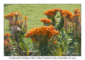 Celosia cristata