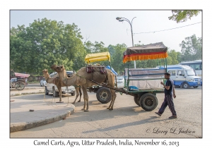 Camel Carts