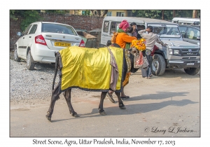 Holy Man & Cow