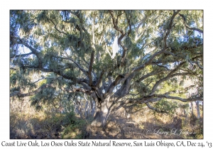 Coast Live Oak