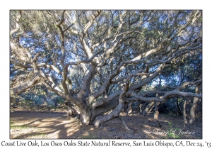 Coast Live Oak