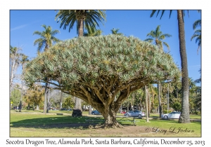 Socotra Dragon Tree