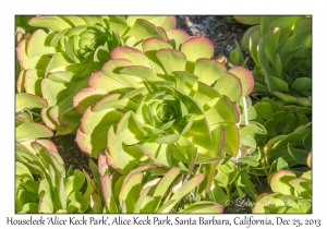 Houseleek, 'Alice Keck Park'