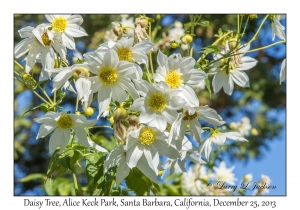 Daisy Tree