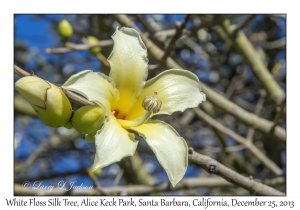 White Floss Silk Tree