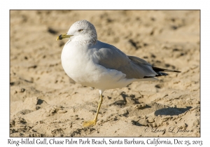 Ring-billed Gull