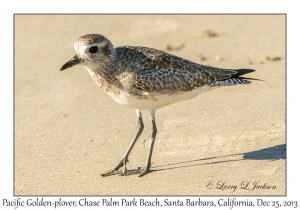 Pacific Golden-plover