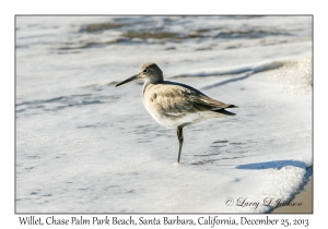 Willet