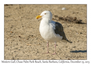 Western Gull