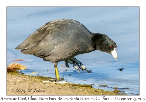 American Coot