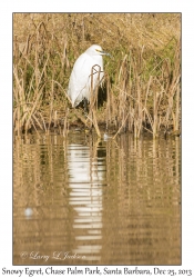 Snowy Egret