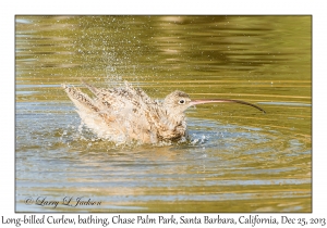 Long-billed Curlew