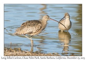 Long-billed Curlews