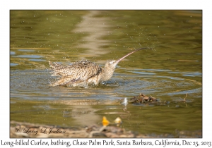 Long-billed Curlew