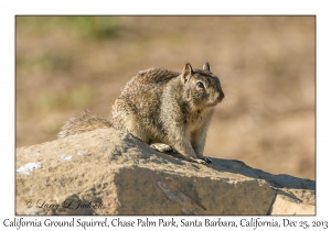 California Ground Squirrel