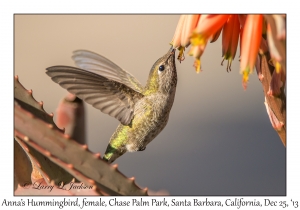 Anna's Hummingbird