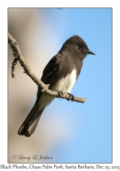 Black Phoebe