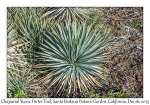 Chaparral Yucca