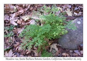 Meadow-rue