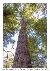 Coast Redwood