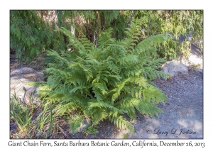 Giant Chain Fern