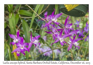 Laelia anceps hybrid