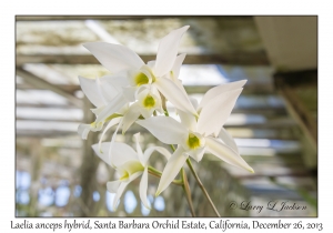 Laelia anceps hybrid